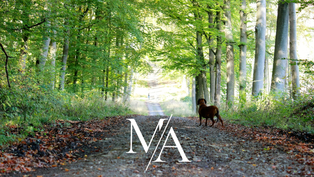 Waldweg